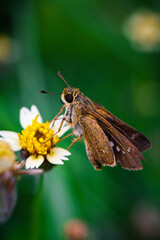Grass Hopper Extrem Macro Photography 