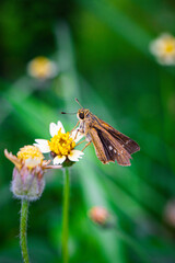 Grass Hopper Extrem Macro Photography 