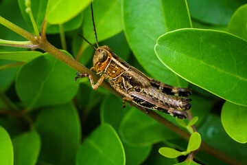 Grass Hopper Extrem Macro Photography 