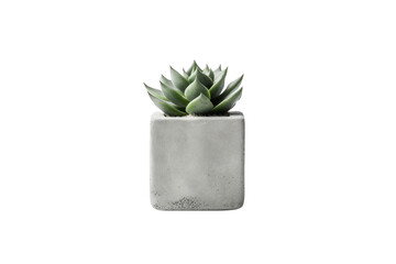 small, delicate concrete planter perfect for succulents or cacti. Isolated on white background.