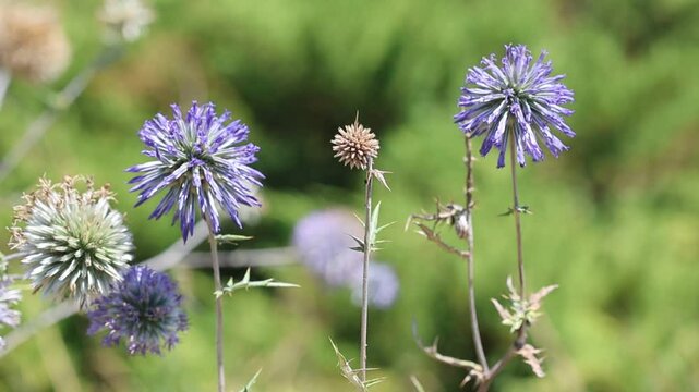 echinops ritro (small globe thisle) flower in summer