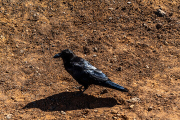 Corvus frugilegus pertenece a la familia de Corvidae.