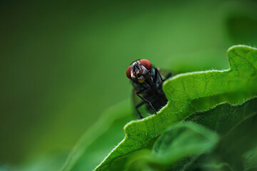 Fly overlooking from edge of leaf