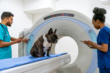Veterinarians preparing for MRI procedure for the dog