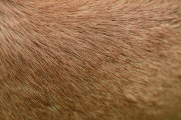 Brown fur texture abstract style