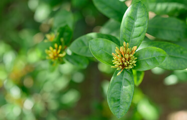 Tiny Ixora Awaiting Bloom on Green Leaves