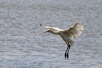 Spatule blanche - Platalea leucorodia - &eacute;chassiers - Threskiornithidae