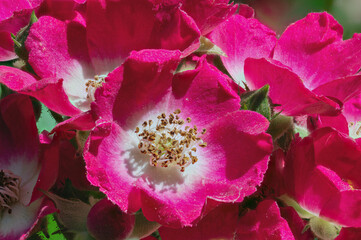 Strauchrose Blüte in rot