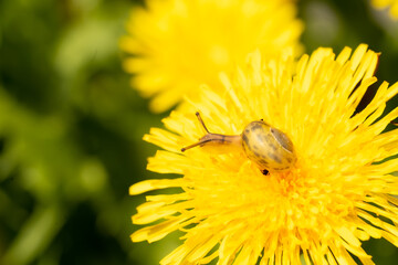 Schnecke und L&ouml;wenzahn