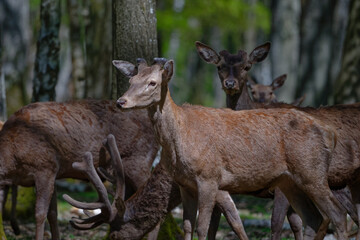 cerf - cervus elaphus
