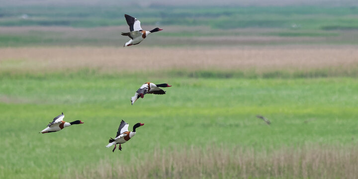 Tadorne de Belon (Tadorna tadorna)oiseaux anatid&eacute;s