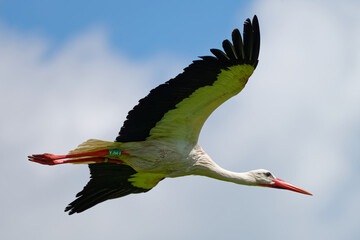 Cigogne blanche, Ciconia Ciconia
