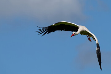 Cigogne blanche, Ciconia Ciconia
