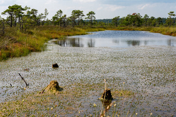 Swamp pond in the forest park