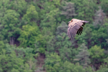 vautour fauve - gyps fulvus
