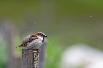 Moineau domestique - Passer domesticus
