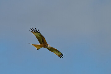 Milan royal - Milvus milvus - rapaces