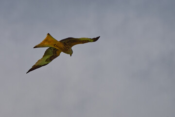 Milan royal - Milvus milvus - rapaces