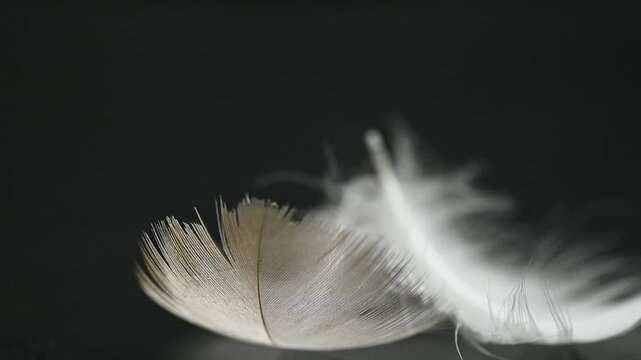 swan feather