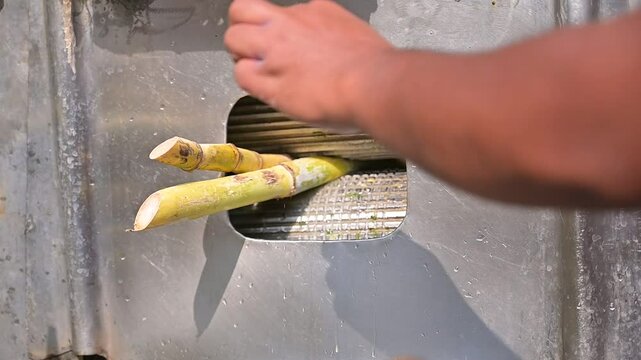 Vendor pouring sugar cane into glass, Man make eco sugarcane juice. Rural guy produce sweet rum drink. Street vendor chop up raw cane fiber. Local maker sell sugar sap. Grinder mill crush sugarcanes