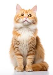 Obraz premium Fluffy orange cat sitting calmly.
