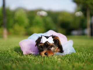 Yorkshire Terrier Puppy Sitting on Green Grass. Fluffy, cute dog Looks at the Camera. Domestic pets