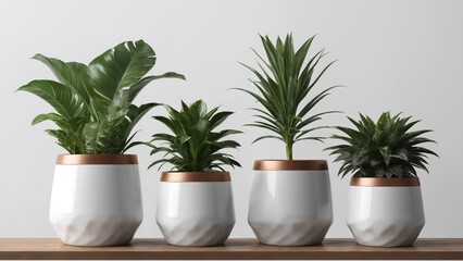 Fototapeta premium A row of four potted plants is displayed on a wooden shelf