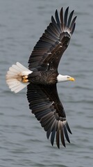 A bald eagle, with a white head and tail, flies over a body of water, carrying a fish in its beak. The eagle's wings are spread wide, and it appears to be in mid-flight