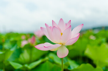 Obraz premium ピンクの蓮の花