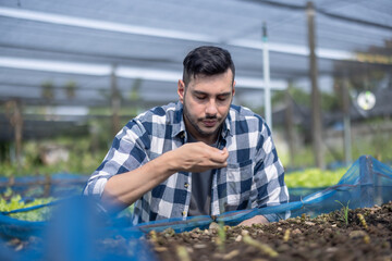 Organic Farmer Inspecting Lettuce and Soil Condition