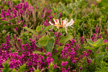 Obraz premium Views around South Stack lighthouse with the heather blooming