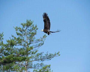 Eagle Portrait. Blue sky bald eagle
