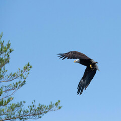 Eagle Portrait. Blue sky bald eagle