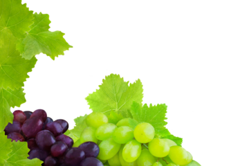 Weintrauben und Weinblätter Hintergrund transparent PNG cut out  Vine grapes and leaves