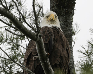 Eagle perched in large tree with green leaves.