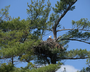 Eagles nest with eagle