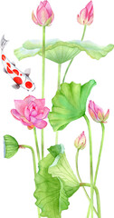 Watercolor pink lotus composition koi fish Water Lilies green leaves Floral Botanical Design lake flowers element