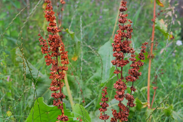 Cottage garden. Rumex confertus grows in meadow, moist forest edges, streams. Gardening.