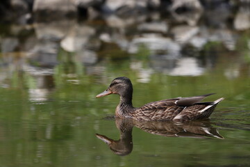 A wild duck swims on the water in a swamp