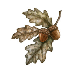 Oak acorns watercolor illustration. Acorn with leaves hand drawn clipart. 