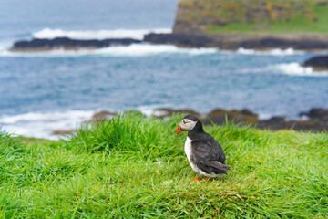 Atlantic puffin on the isle of Lunga in Scotland. The puffins breed on Lunga, a small island of the coast of Mull. 