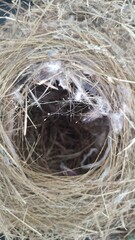 Sparrow Bird nest Close Up 2