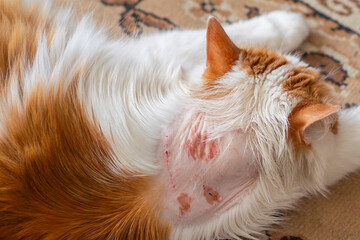Severe skin damage in a domestic cat. Hair lost from a pet as a result of an allergic reaction....