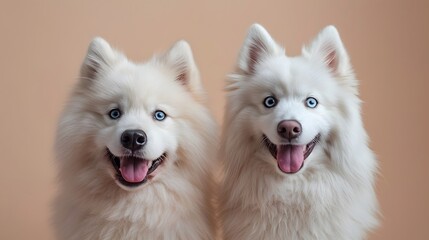 Smiling Samoyed dog portrait, light beige background, fluffy white fur, bright blue eyes, pink tongue out, cheerful expression, studio photography, soft lighting.