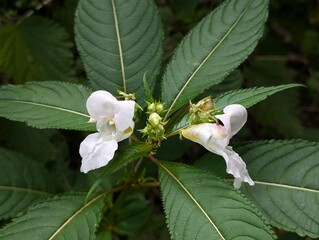 Flowers of Himalayan Balsam (Impatiens glandulifera), an invasive species in the UK