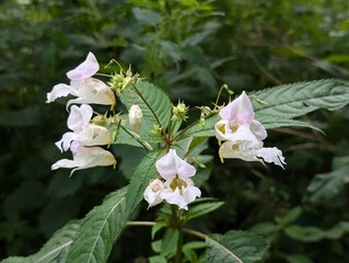 Flowers of Himalayan Balsam (Impatiens glandulifera), an invasive species in the UK