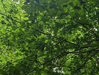 Fototapeta premium A view of the leaf canopy in a British woodland