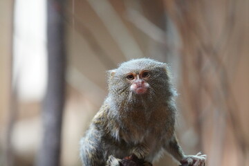 Pygmy marmoset