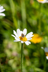Abeille qui butine