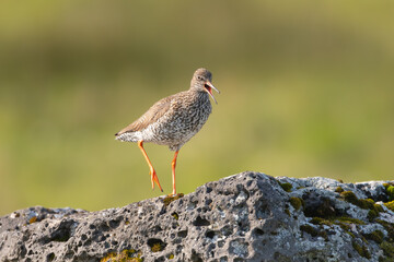 Common redshank or redshank - Tringa totanus in breeding plumage on rock at green background.. Photo from Snaefellsnes Penisula in Iceland. 